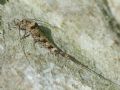 Trigoniophthalmus alternatus